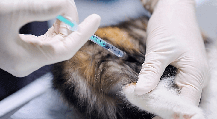 pet receiving vaccine