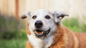 happy senior dog