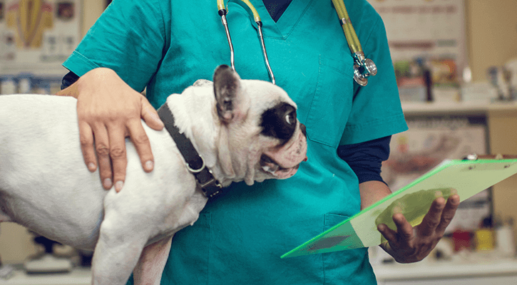 Clinic pets surgery and veterinary health Veterinary