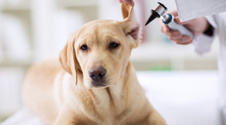 dog getting ears checked