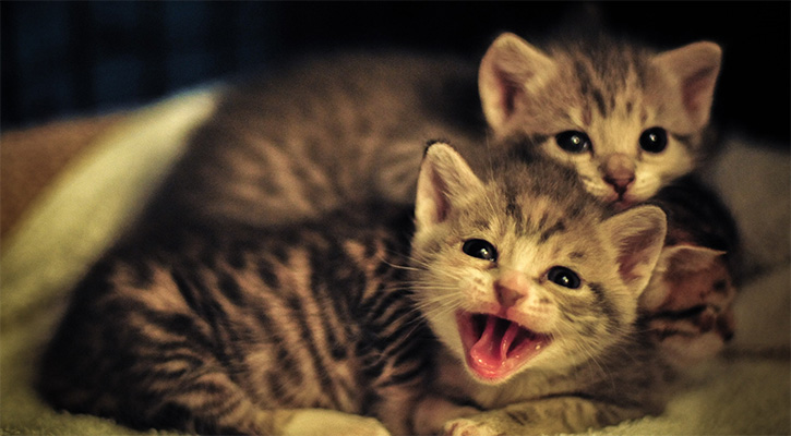 kittens sharing bed