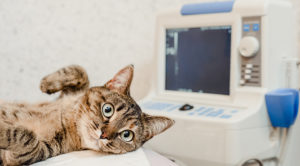 cat having an ultrasound