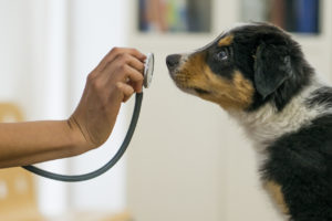 puppy sniffing stethoscope