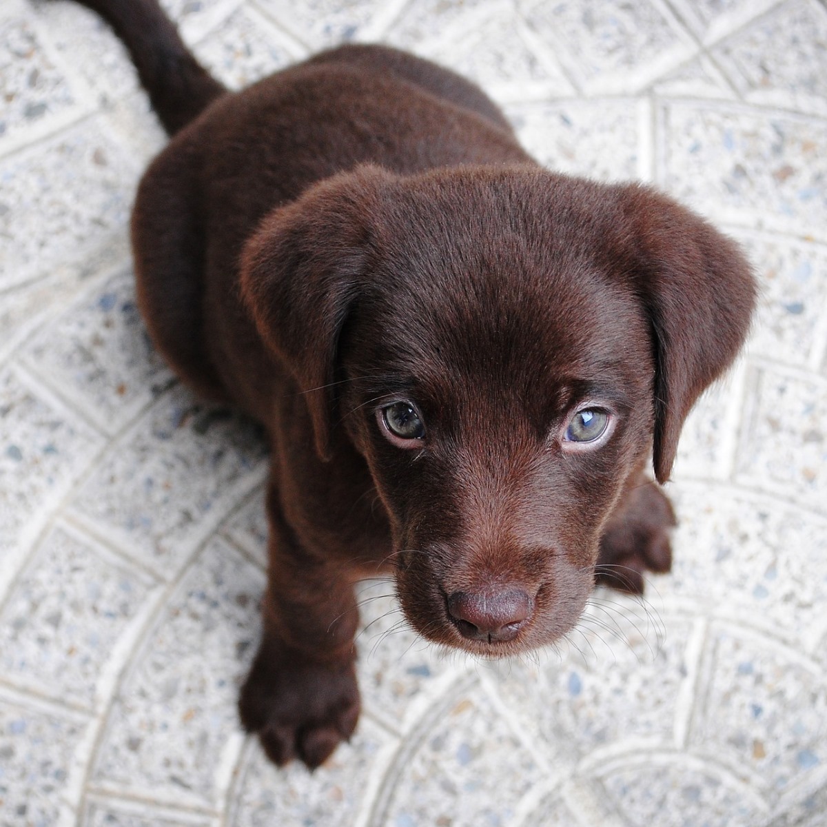 brown puppy with blue eyes
